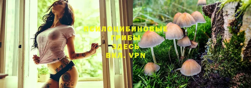 Псилоцибиновые грибы Cubensis  Малаховка 